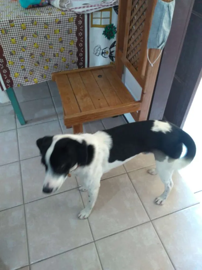 Cachorro ra a Não sei  idade 1 ano nome Ozzi