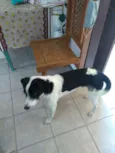 Ozzi