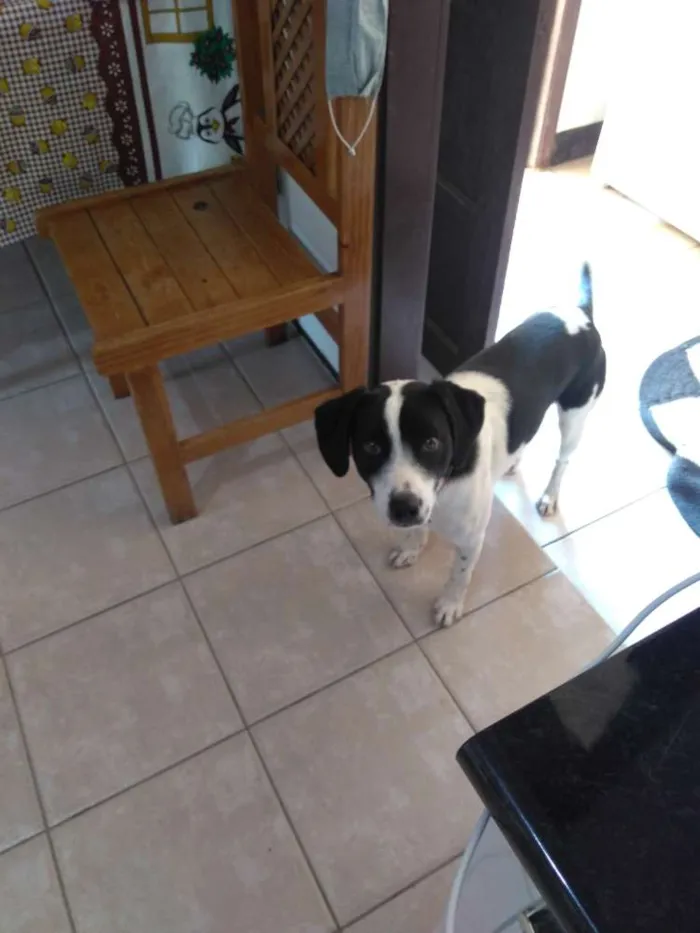 Cachorro ra a Não sei  idade 1 ano nome Ozzi