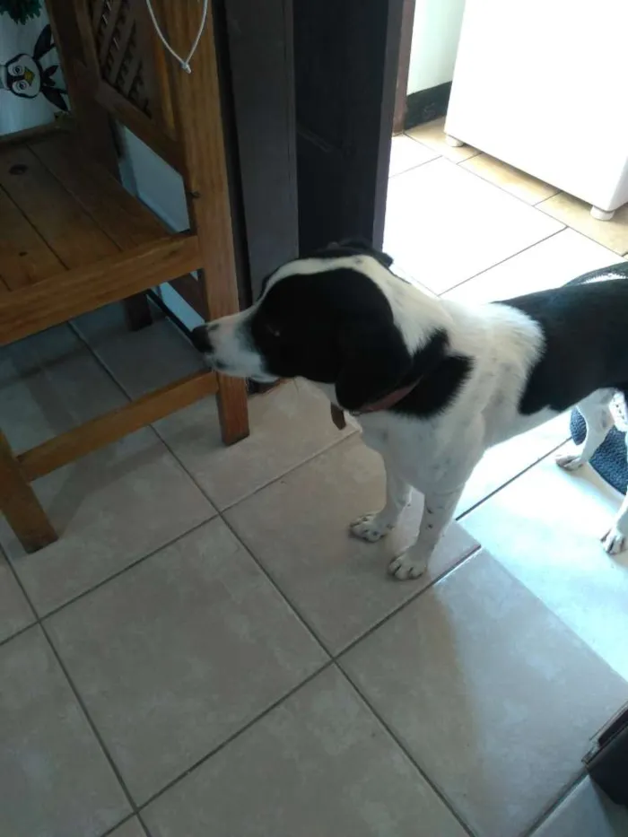 Cachorro ra a Não sei  idade 1 ano nome Ozzi