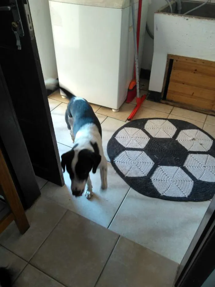 Cachorro ra a Não sei  idade 1 ano nome Ozzi