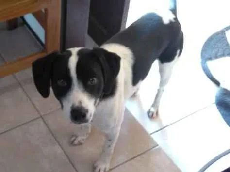 Cachorro ra a Não sei  idade 1 ano nome Ozzi