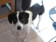 Ozzi