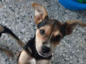Cachorro raça srd idade 2 a 6 meses nome Filhote 4 meses