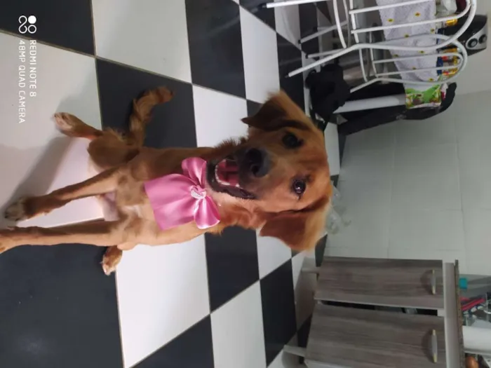 Cachorro ra a Mestiça com Golden idade 2 a 6 meses nome Luna 