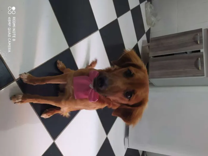 Cachorro ra a Mestiça com Golden idade 2 a 6 meses nome Luna 
