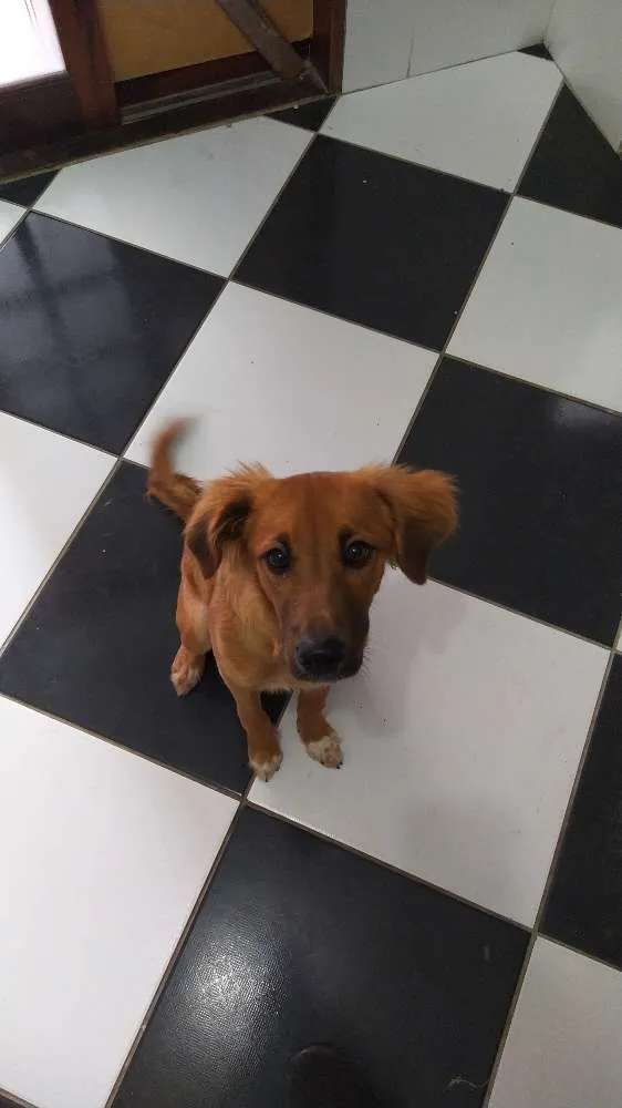 Cachorro ra a Mestiça com Golden idade 2 a 6 meses nome Luna 