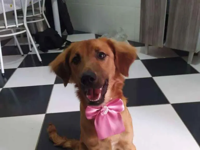 Cachorro ra a Mestiça com Golden idade 2 a 6 meses nome Luna 