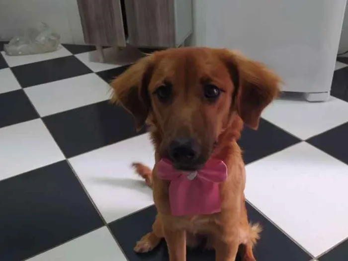 Cachorro ra a Mestiça com Golden idade 2 a 6 meses nome Luna 