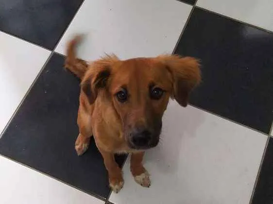 Cachorro ra a Mestiça com Golden idade 2 a 6 meses nome Luna 