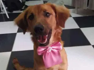 Cachorro raça Mestiça com Golden idade 2 a 6 meses nome Luna 