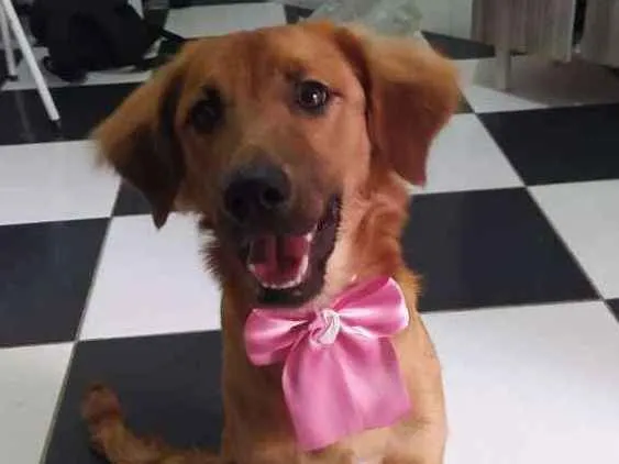 Cachorro ra a Mestiça com Golden idade 2 a 6 meses nome Luna 