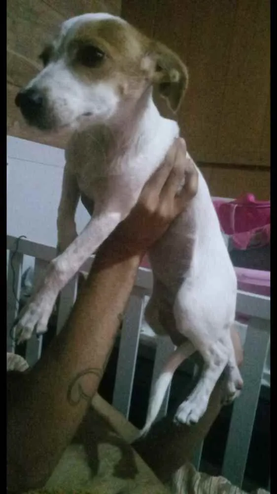 Cachorro ra a  idade 2 a 6 meses nome Não sei 