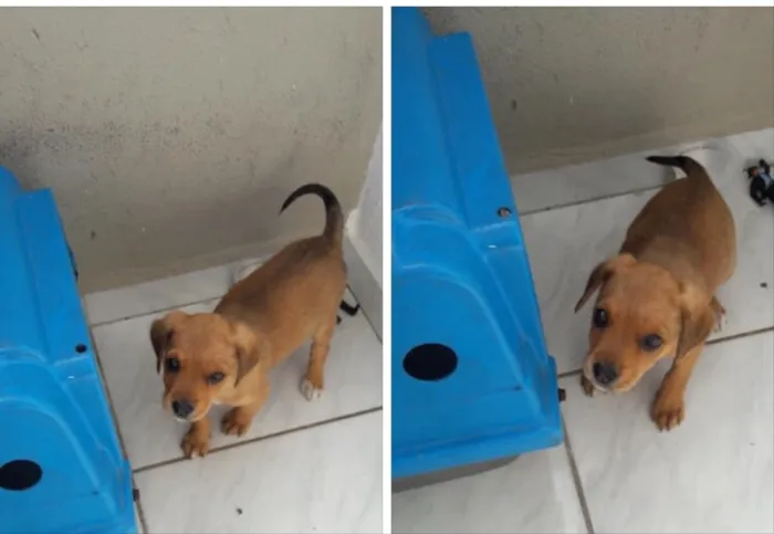 Cachorro ra a  idade 2 a 6 meses nome Não sei 