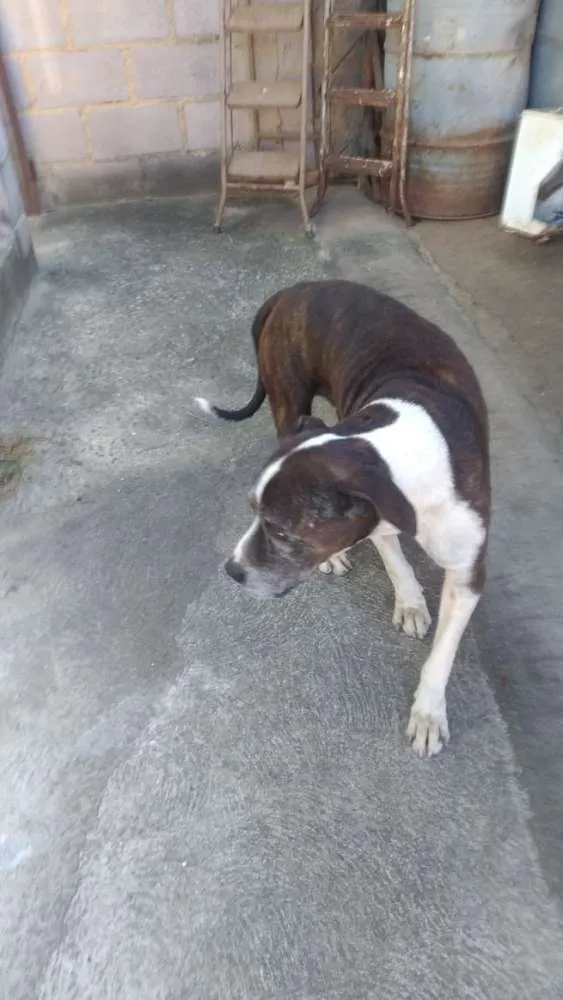 Cachorro ra a Pit Bull idade 6 ou mais anos nome Sansão