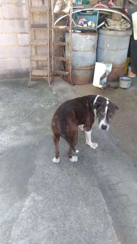 Cachorro ra a Pit Bull idade 6 ou mais anos nome Sansão