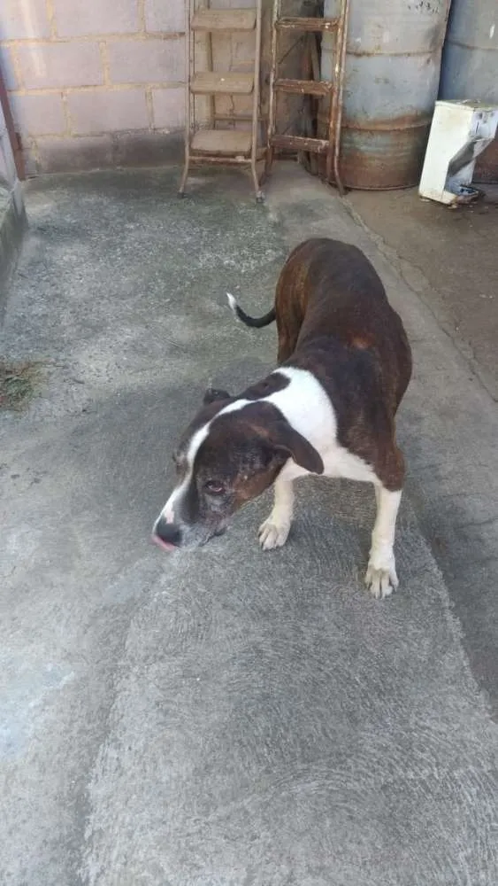 Cachorro ra a Pit Bull idade 6 ou mais anos nome Sansão