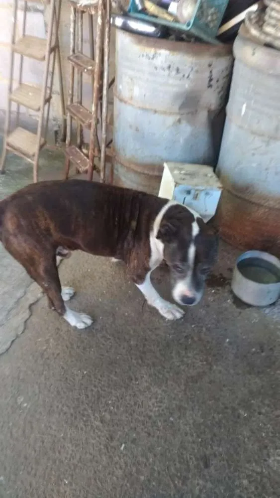 Cachorro ra a Pit Bull idade 6 ou mais anos nome Sansão