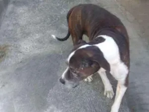 Cachorro raça Pit Bull idade 6 ou mais anos nome Sansão