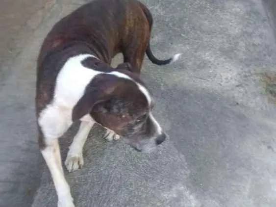 Cachorro ra a Pit Bull idade 6 ou mais anos nome Sansão