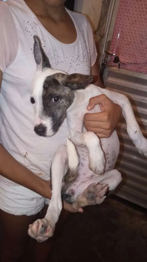 Cachorro raça Raciado com pit bull idade 2 a 6 meses nome Akira