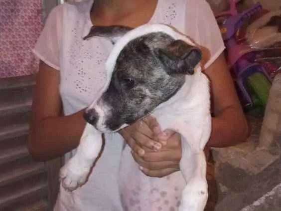 Cachorro raça Raciado com pit bull idade 2 a 6 meses nome Akira