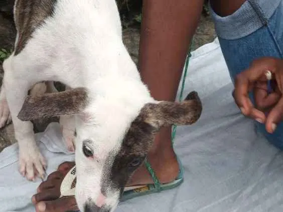 Cachorro raça Raciado com pit bull idade 2 a 6 meses nome Akira