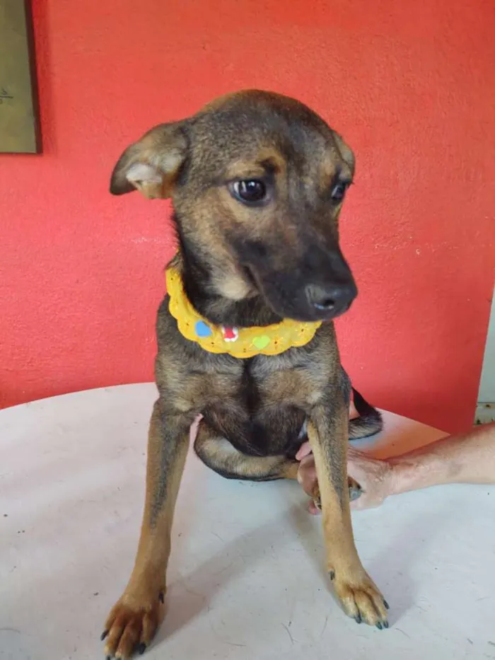 Cachorro ra a  idade 7 a 11 meses nome Anne 