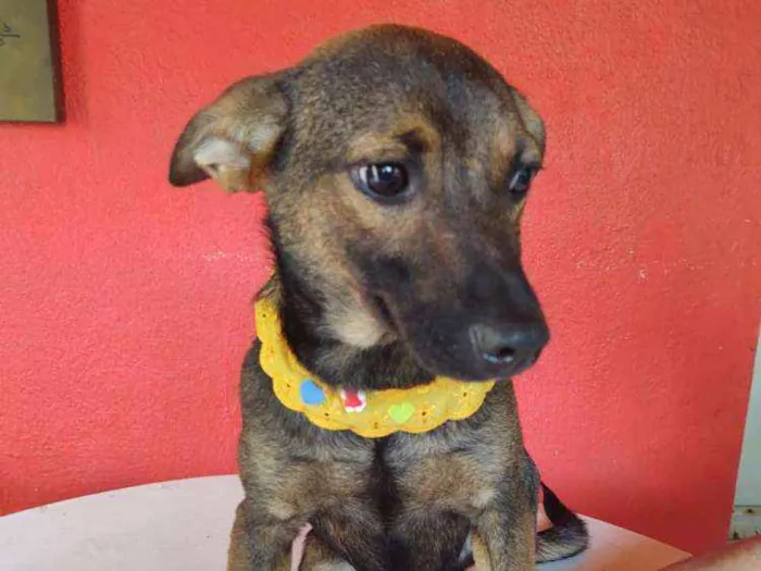 Cachorro ra a  idade 7 a 11 meses nome Anne 