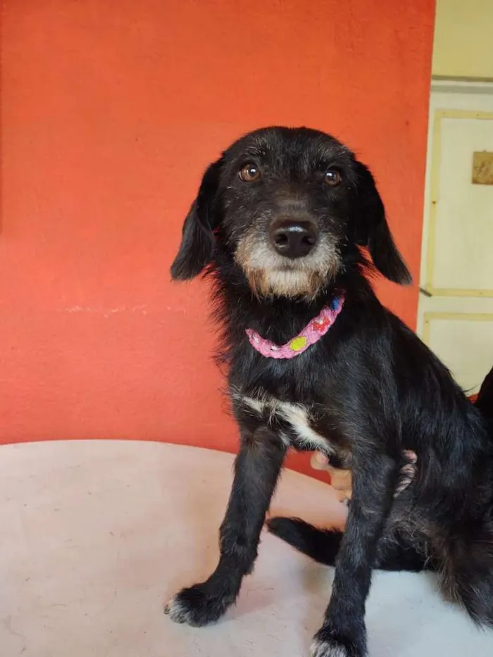 Cachorro ra a  idade 7 a 11 meses nome Paçoca 