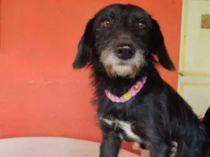 Cachorro raça  idade 7 a 11 meses nome Paçoca 