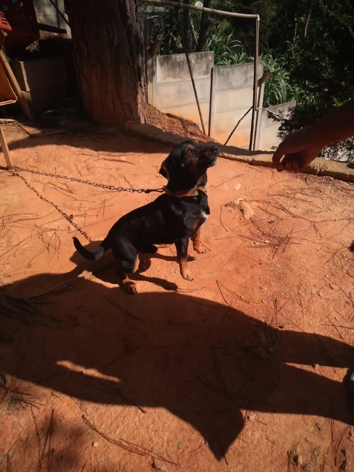 Cachorro raça Mestiço  idade 1 ano nome Marley