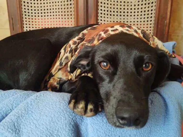 Cachorro ra a  idade 1 ano nome Ágata 