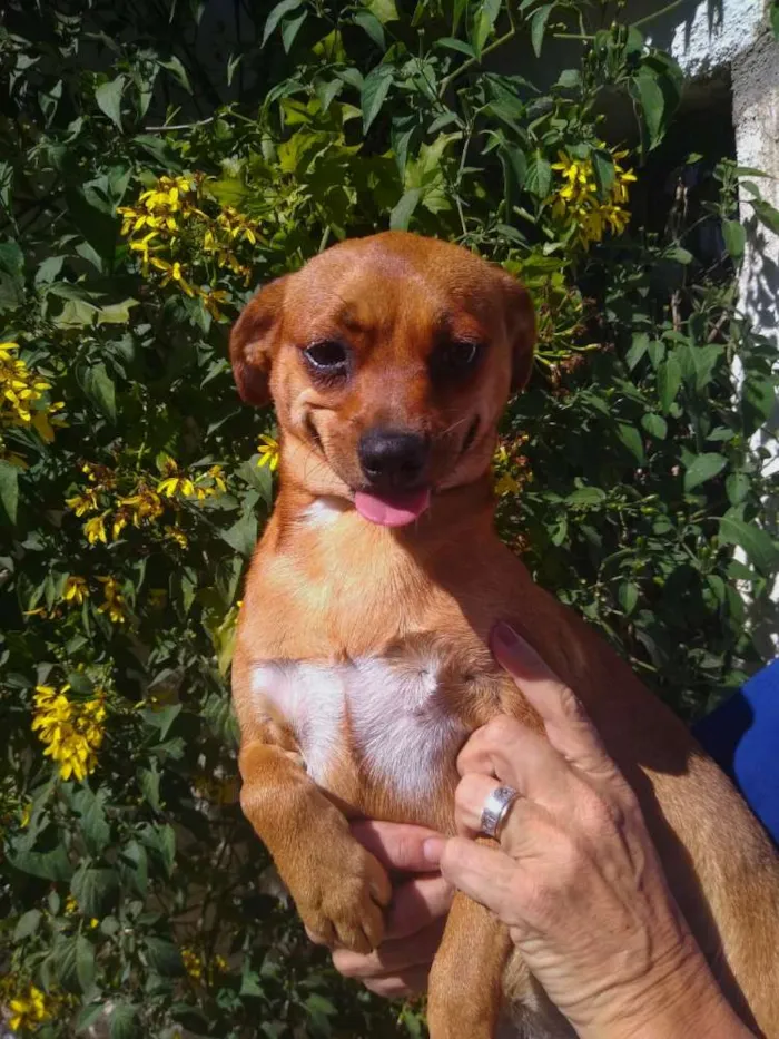 Cachorro ra a  idade 1 ano nome Dandara 