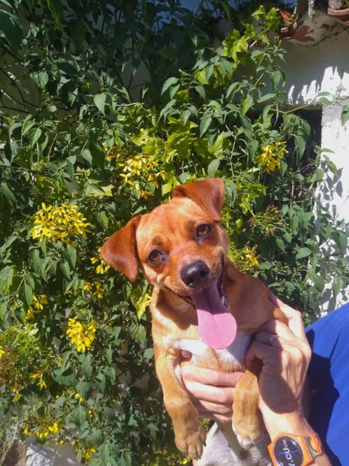 Cachorro ra a  idade 1 ano nome Dandara 