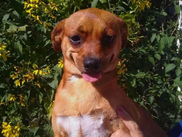 Cachorro ra a  idade 1 ano nome Dandara 