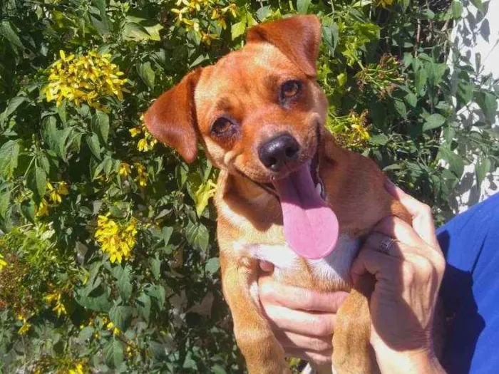 Cachorro ra a  idade 1 ano nome Dandara 