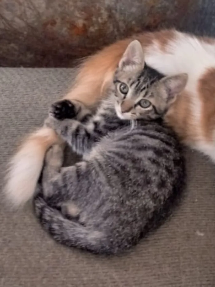 Gato ra a  idade 2 a 6 meses nome Não sei 