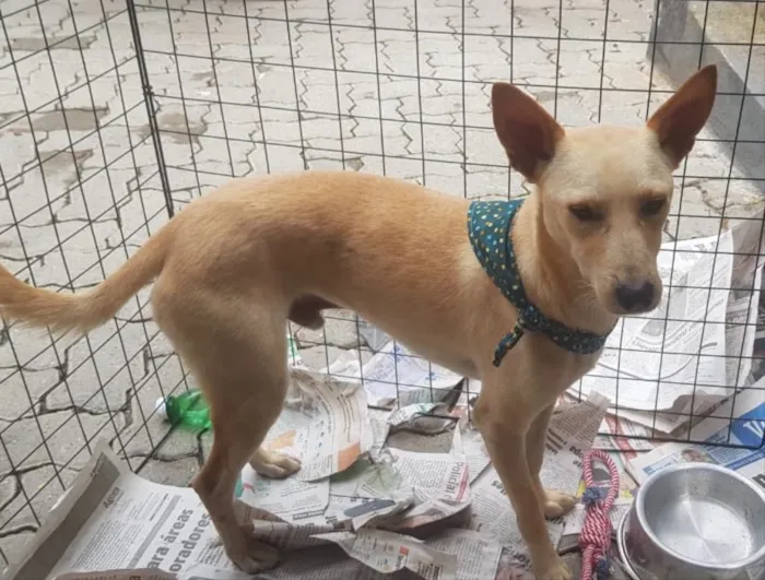 Cachorro ra a Srd idade 1 ano nome Pingo