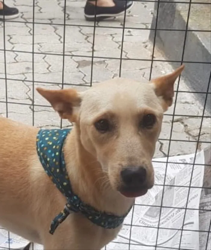 Cachorro ra a Srd idade 1 ano nome Pingo