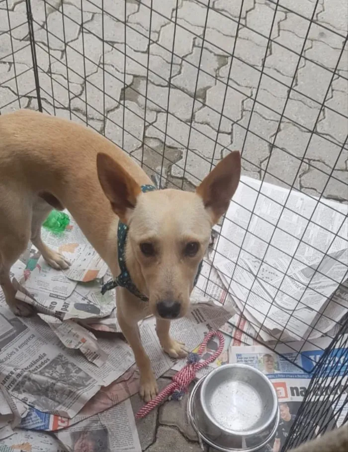 Cachorro ra a Srd idade 1 ano nome Pingo