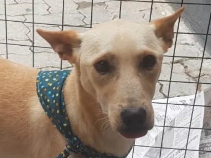 Cachorro ra a Srd idade 1 ano nome Pingo