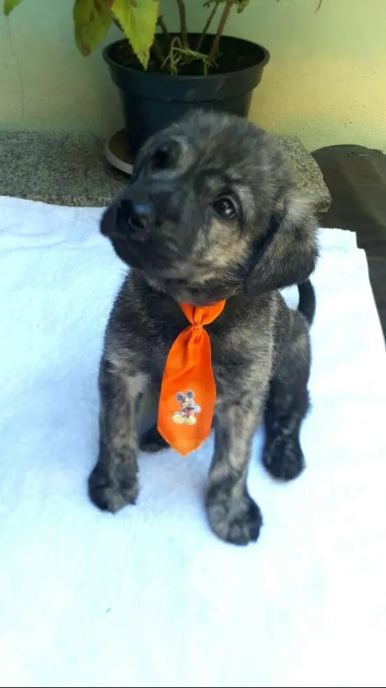 Cachorro ra a  idade Abaixo de 2 meses nome Filhotes  D. Jane