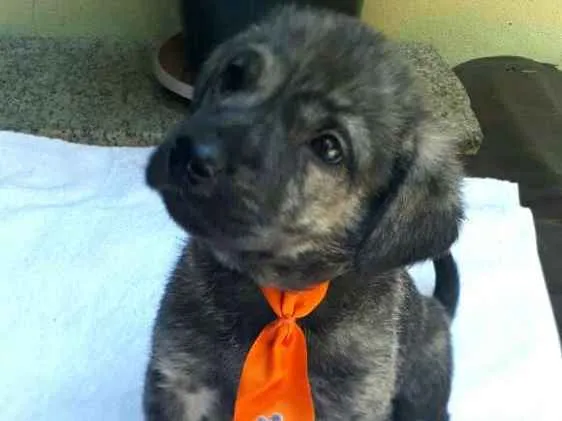 Cachorro ra a  idade Abaixo de 2 meses nome Filhotes  D. Jane