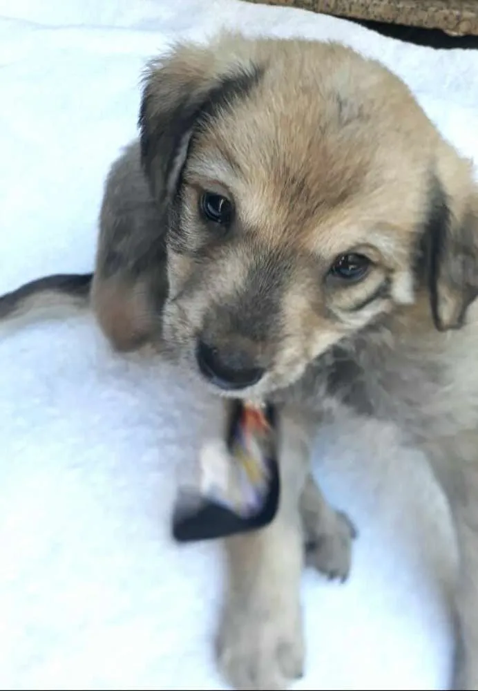 Cachorro ra a  idade Abaixo de 2 meses nome Filhotes  D. Jane