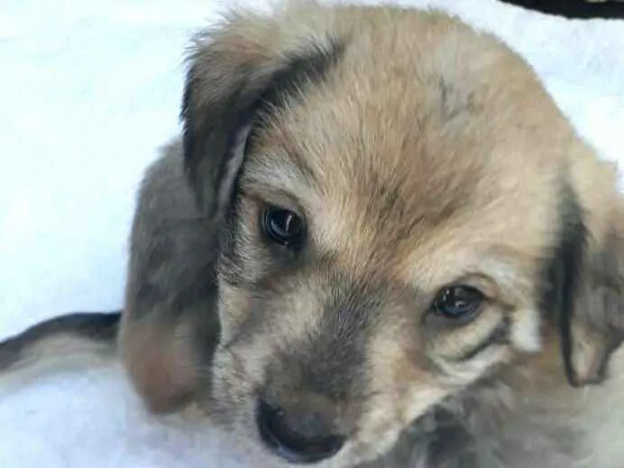 Cachorro ra a  idade Abaixo de 2 meses nome Filhotes  D. Jane