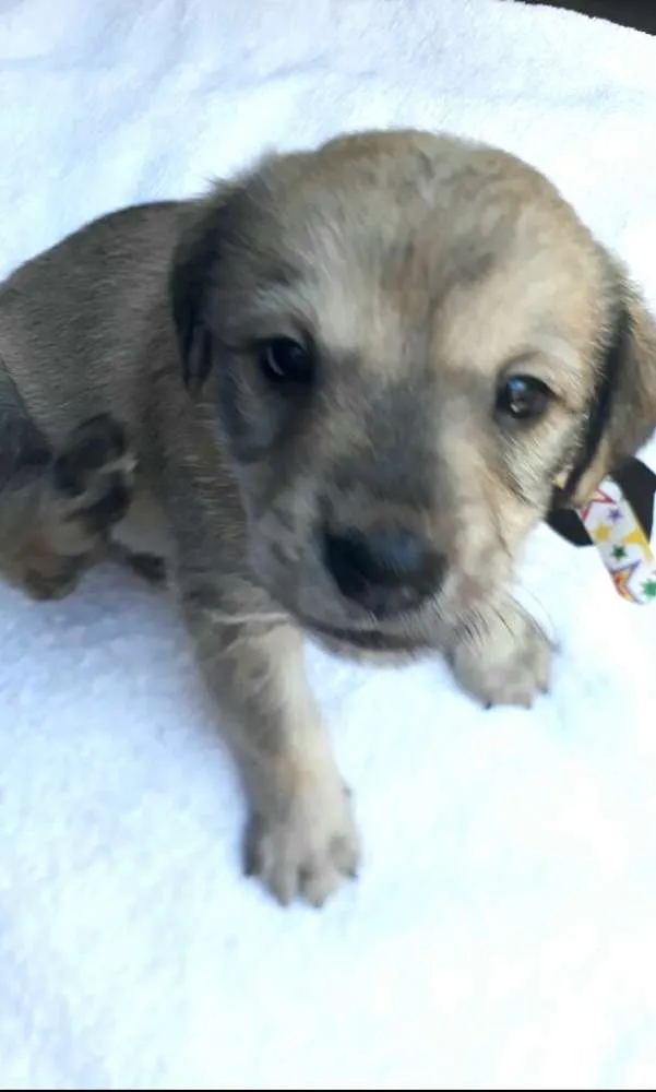 Cachorro ra a  idade Abaixo de 2 meses nome Filhotes  D. Jane