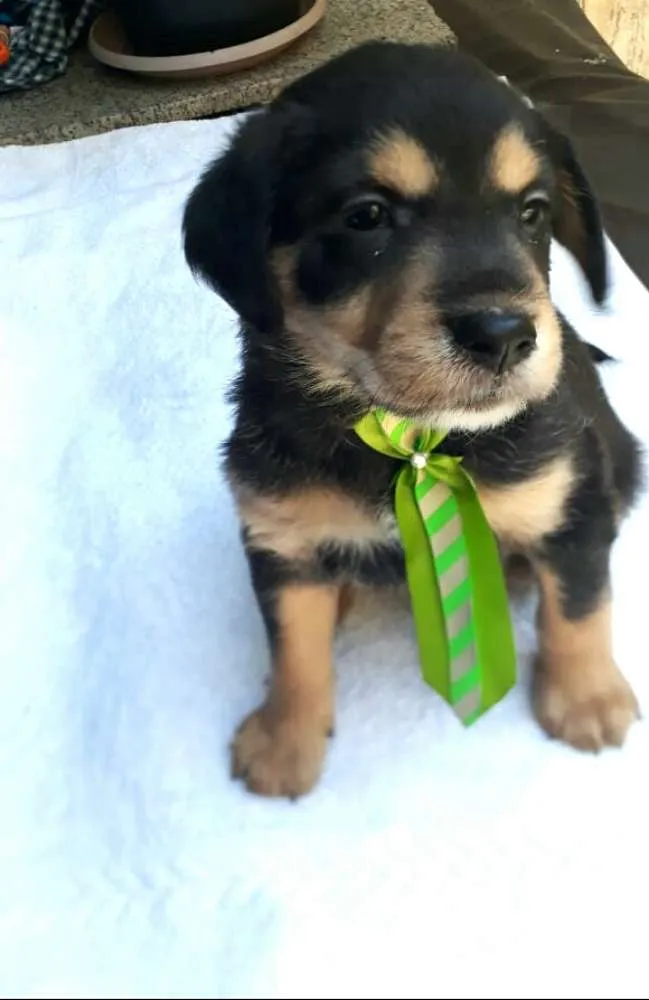 Cachorro ra a  idade Abaixo de 2 meses nome Filhotes  D. Jane