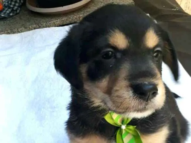 Cachorro ra a  idade Abaixo de 2 meses nome Filhotes  D. Jane