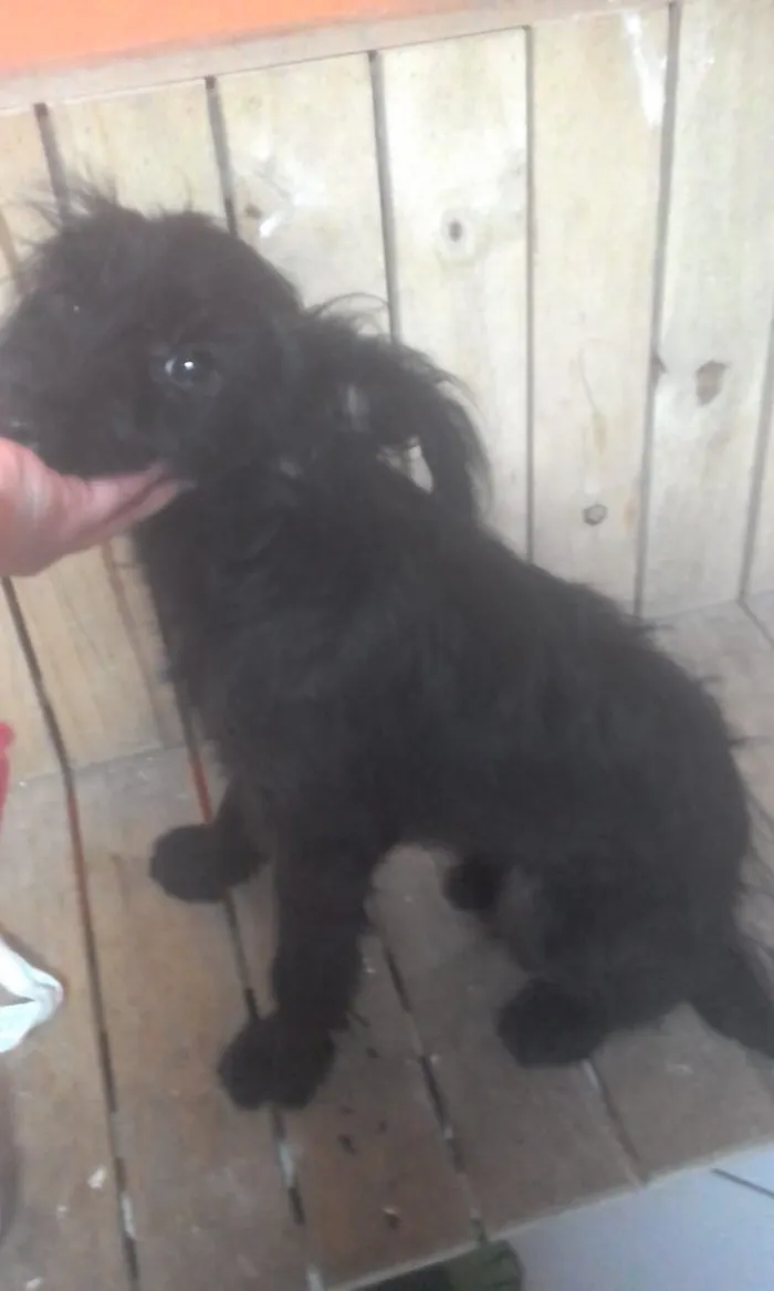 Cachorro ra a podle misturado com picher  idade 2 a 6 meses nome nala